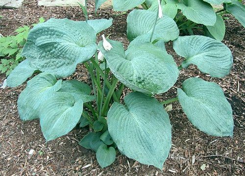 Blue Sensation Hosta