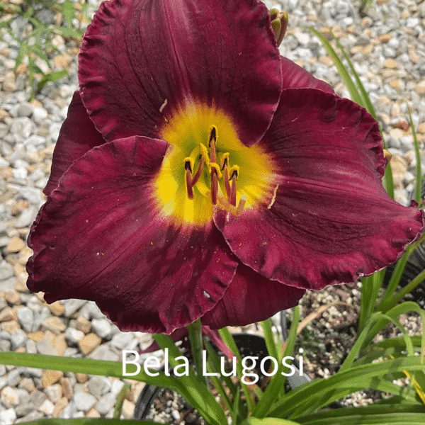 Bela Lugosi Daylily