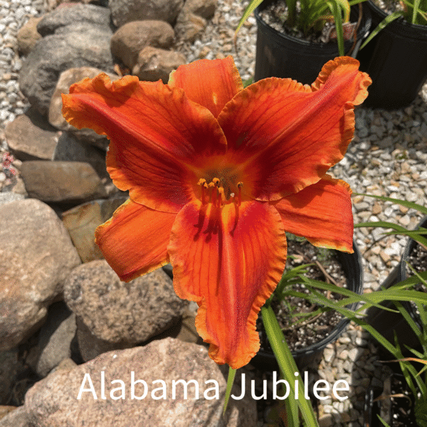 Alabama Jubilee Daylily