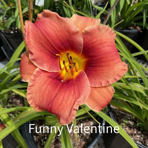 Funny Valentine Daylily