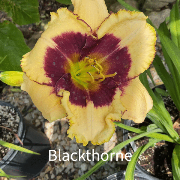 Blackthorne Daylily