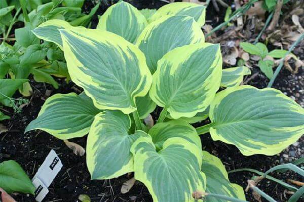 Brass Ring Hosta