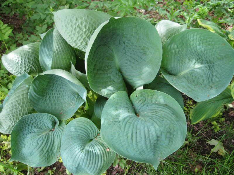 Abiqua Drinking Gourd Hosta