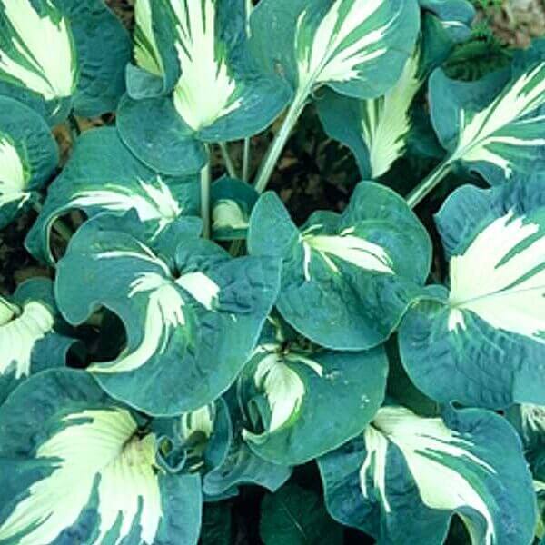 Andrew Hosta