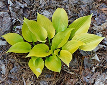 Appletini Hosta
