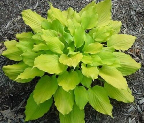 Appletini Hosta