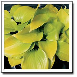 Appletini Hosta