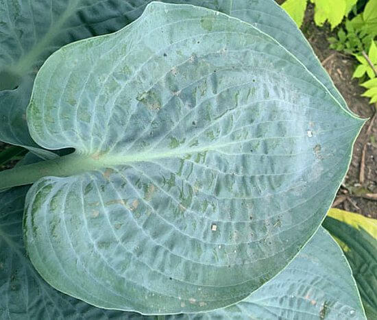 Above the Clouds Hosta