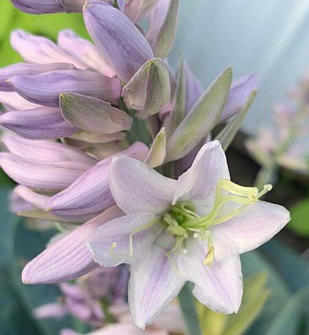 Above the Clouds Hosta