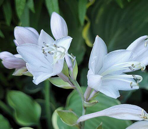 Blue Jeans Bling Hosta