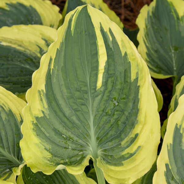 Trendsetter Hosta