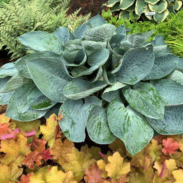 Above the Clouds Hosta
