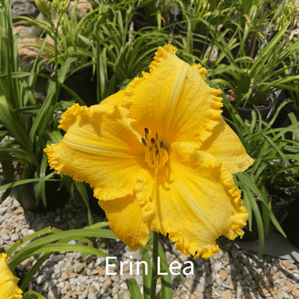 Erin Lea Daylily
