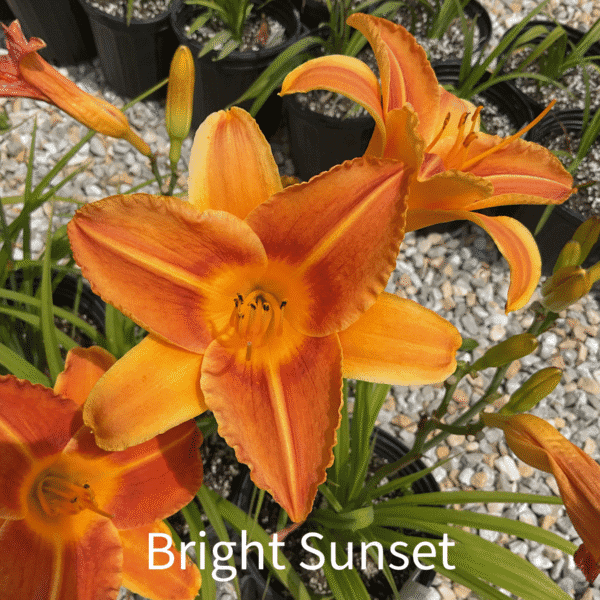 Bright Sunset Daylily
