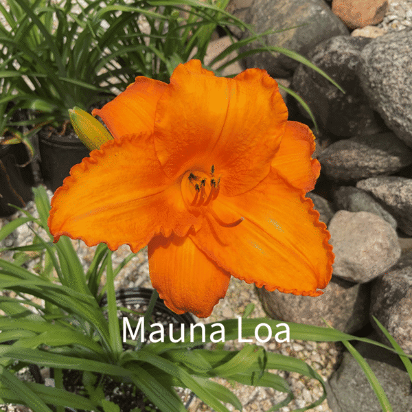 Mauna Loa Daylily