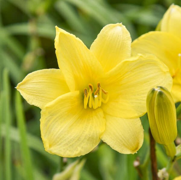 Fragrant Returns